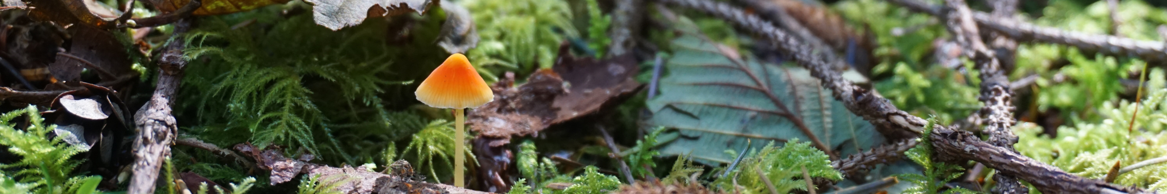 A tiny yellow and orange mushroom pokes up through the fall leaves and branches of the forest floor